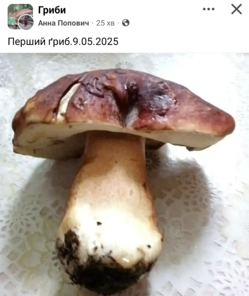 На Закарпатті стартував грибний сезон: білі й зморшки йдуть «на вагу золота»