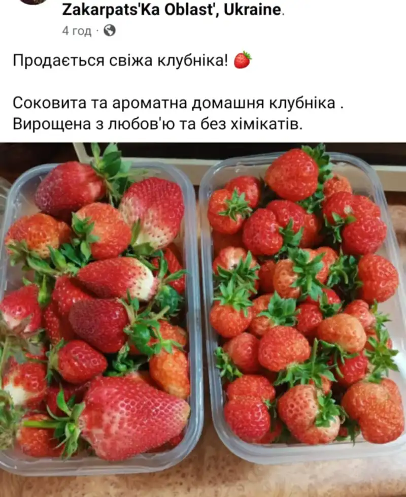 Закарпатська полуниця вже на ринку: ціни стартують від 120 гривень за кілограм
